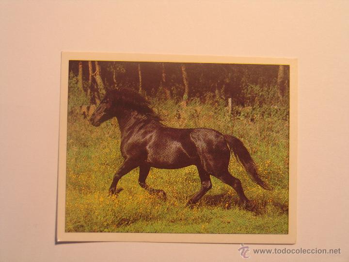 Coleccionismo cromos antiguos: caballos 29 - Foto 1