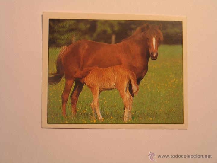 Coleccionismo cromos antiguos: caballos 1 - Foto 1