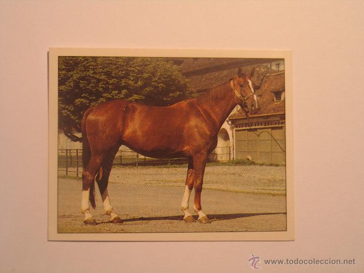 Coleccionismo cromos antiguos: caballos 25 - Foto 1