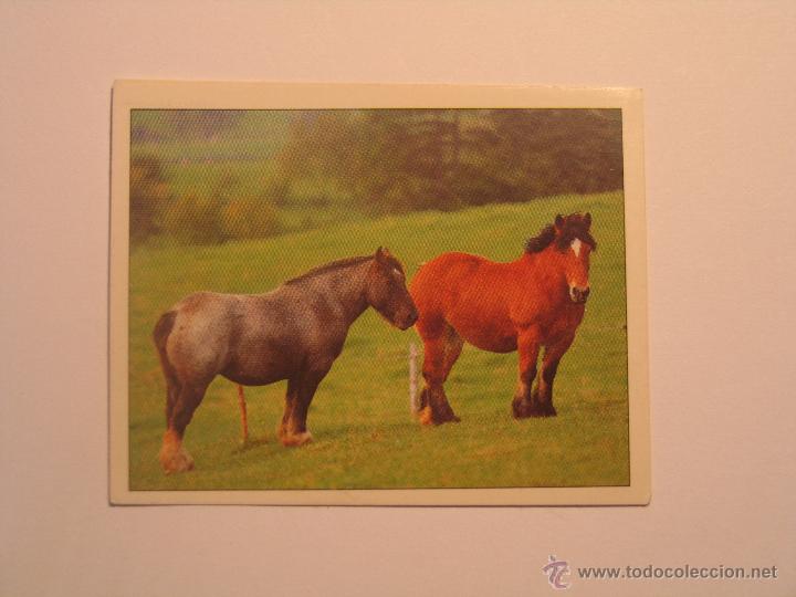 Coleccionismo cromos antiguos: caballos 7 - Foto 1
