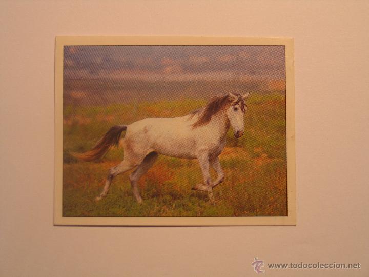 Coleccionismo cromos antiguos: caballos 4 - Foto 1