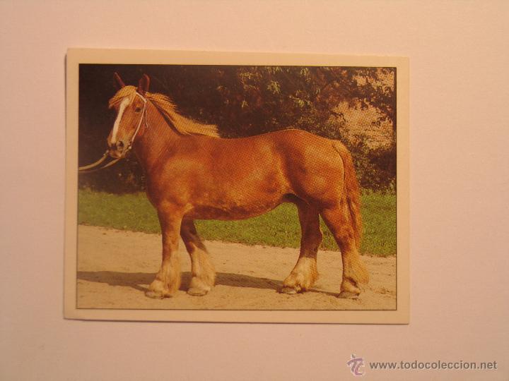 Coleccionismo cromos antiguos: caballos 80 - Foto 1