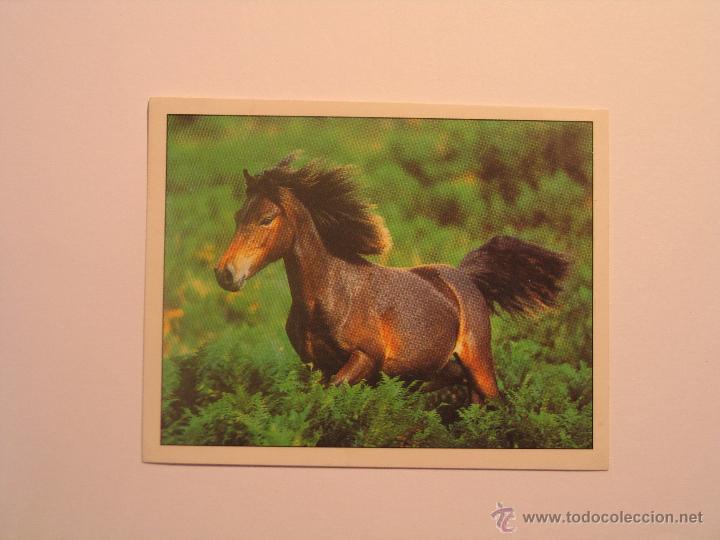 Coleccionismo cromos antiguos: caballos 22 - Foto 1