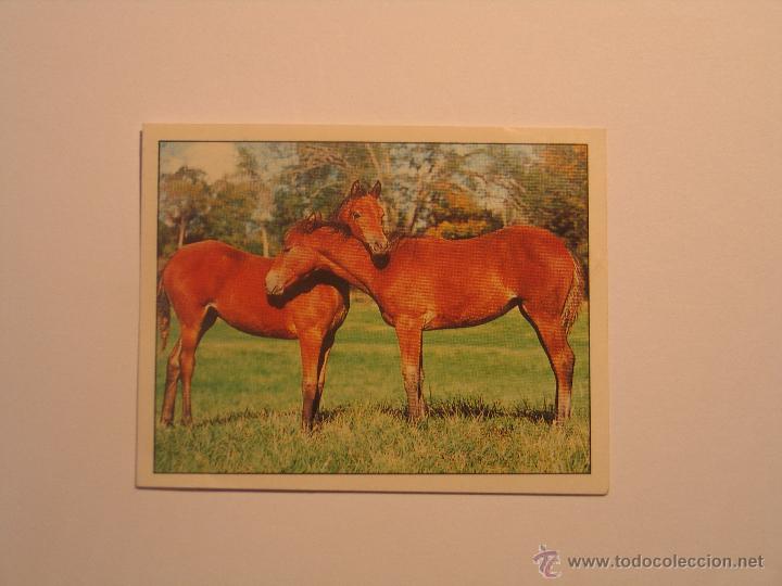 Coleccionismo cromos antiguos: caballos 104 - Foto 1