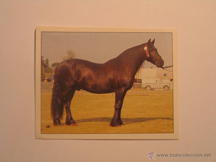 Coleccionismo cromos antiguos: caballos 21 - Foto 1