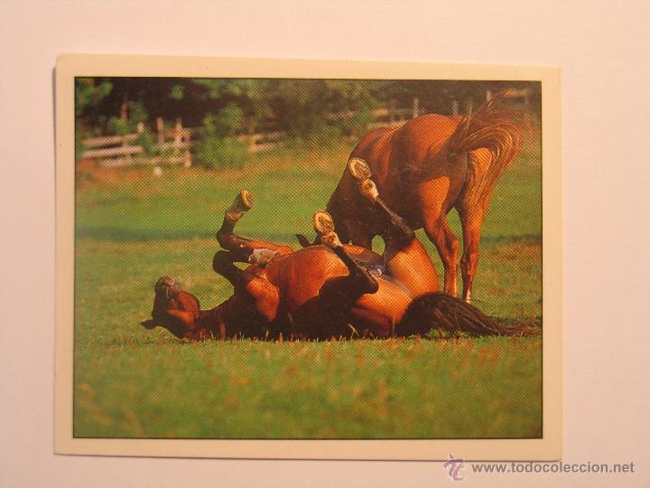Coleccionismo cromos antiguos: caballos 105 - Foto 1