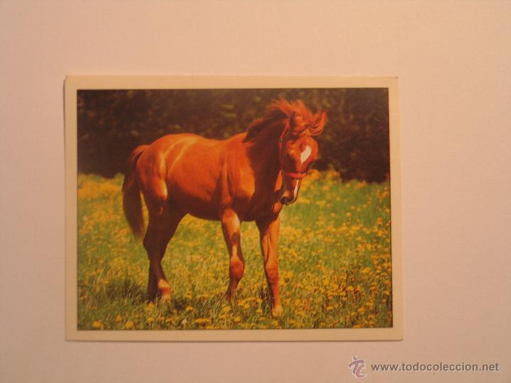 Coleccionismo cromos antiguos: caballos 94 - Foto 1