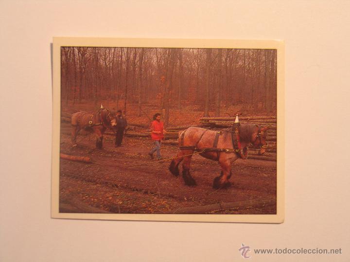 Coleccionismo cromos antiguos: caballos 165 - Foto 1