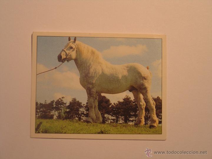 Coleccionismo cromos antiguos: caballos 12 - Foto 1