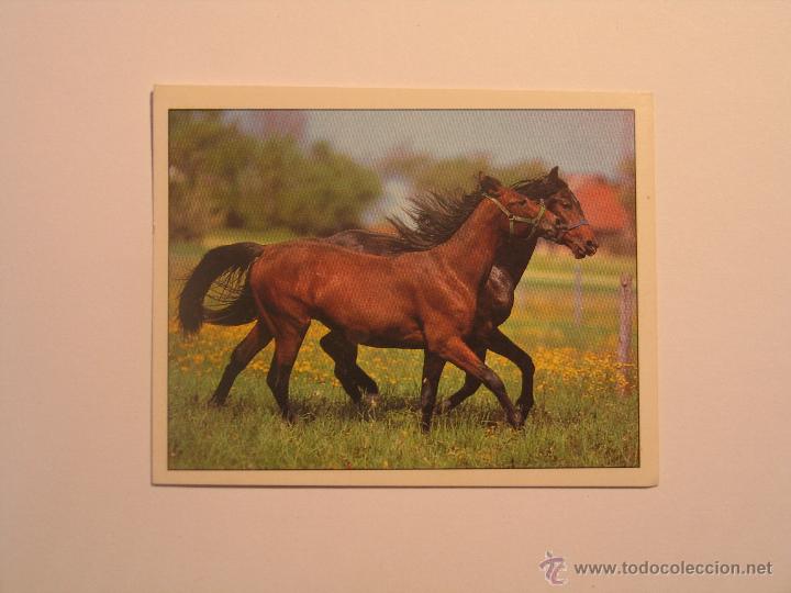 Coleccionismo cromos antiguos: caballos 32 - Foto 1
