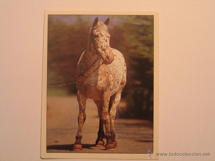 Coleccionismo cromos antiguos: caballos 53 - Foto 1