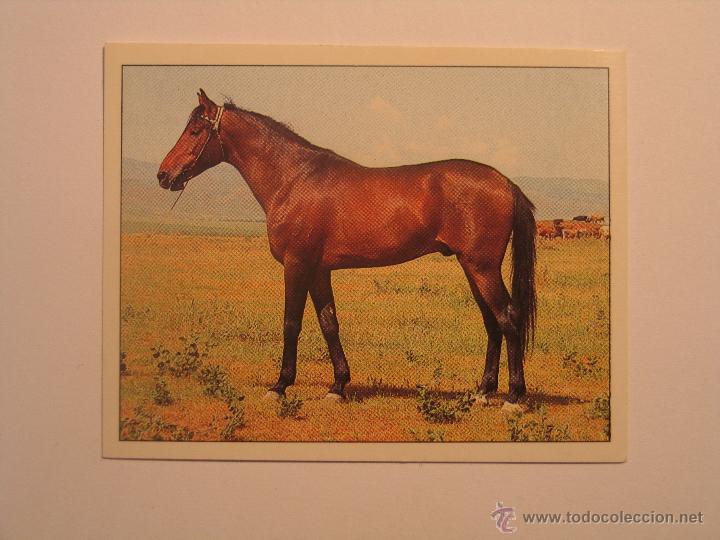 Coleccionismo cromos antiguos: caballos 54 - Foto 1