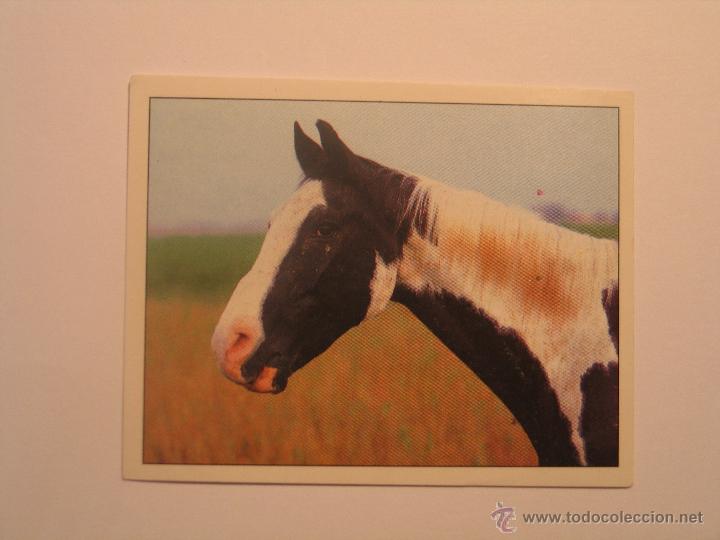 Coleccionismo cromos antiguos: caballos 8 - Foto 1