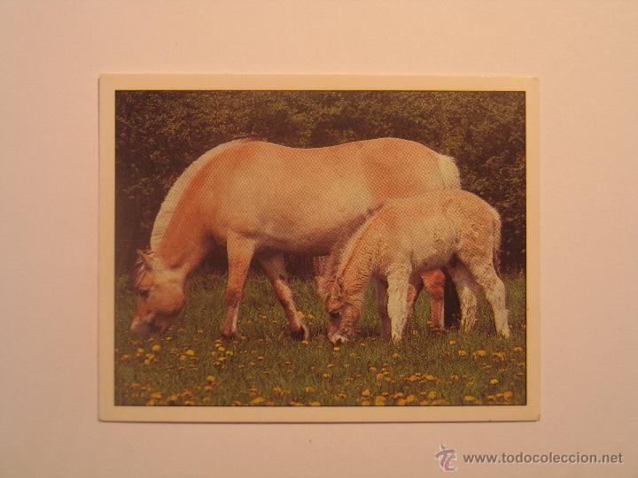 Coleccionismo cromos antiguos: caballos 30 - Foto 1