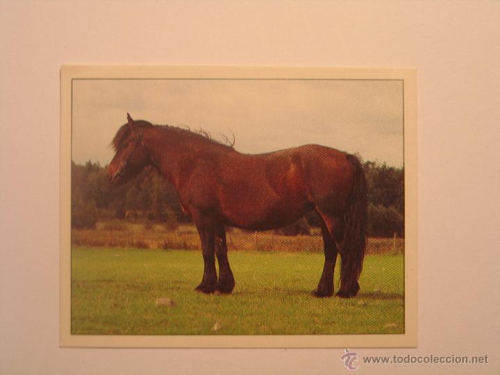 Coleccionismo cromos antiguos: caballos 65 - Foto 1
