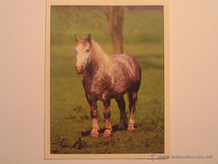 Coleccionismo cromos antiguos: caballos 63 - Foto 1