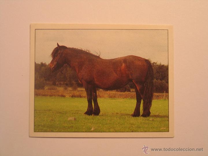 Coleccionismo cromos antiguos: caballos 65 - Foto 1