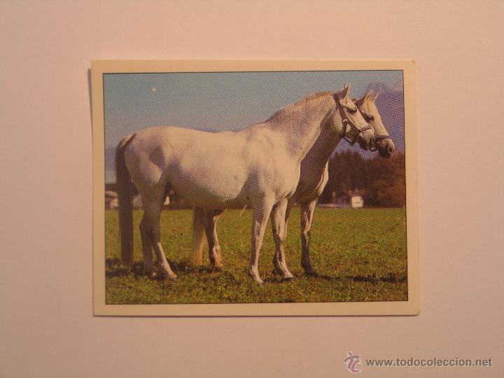 Coleccionismo cromos antiguos: caballos 57 - Foto 1