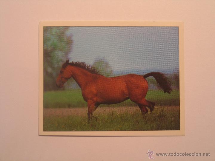Coleccionismo cromos antiguos: caballos 43 - Foto 1