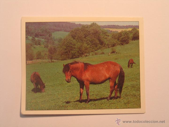 Coleccionismo cromos antiguos: caballos 44 - Foto 1
