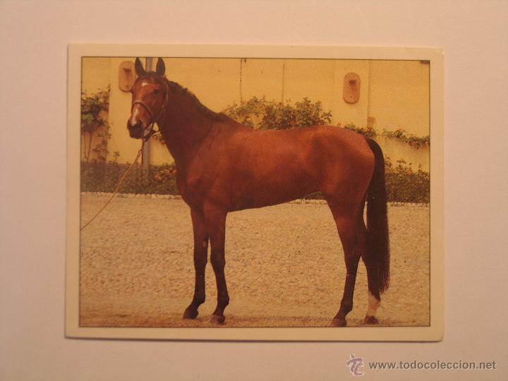 Coleccionismo cromos antiguos: caballos 79 - Foto 1