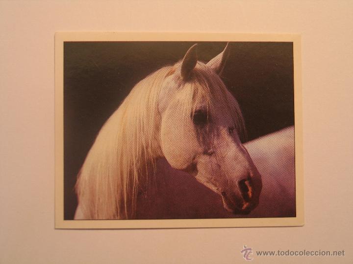 Coleccionismo cromos antiguos: caballos 83 - Foto 1