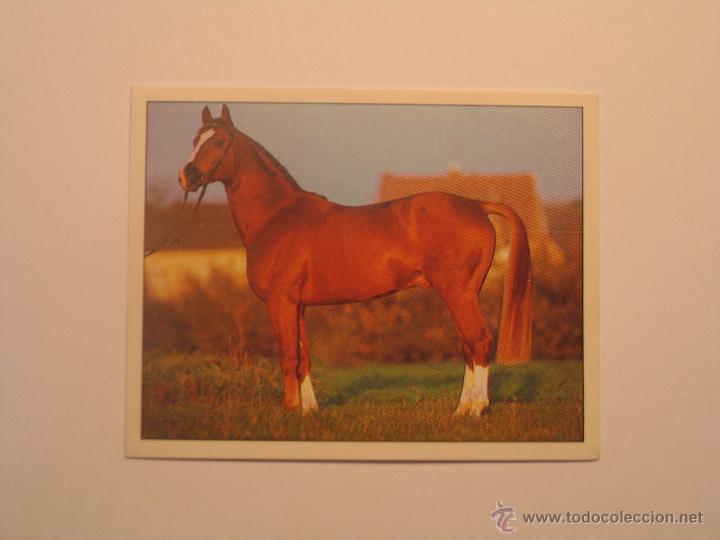 Coleccionismo cromos antiguos: caballos 78 - Foto 1