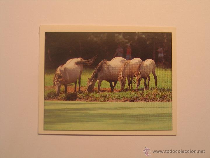 Coleccionismo cromos antiguos: caballos 99 - Foto 1