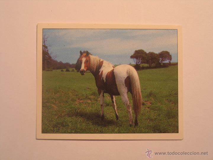 Coleccionismo cromos antiguos: caballos 76 - Foto 1