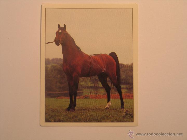 Coleccionismo cromos antiguos: caballos 38 - Foto 1