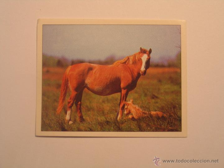 Coleccionismo cromos antiguos: caballos 10 - Foto 1