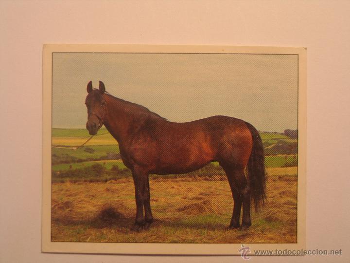Coleccionismo cromos antiguos: caballos 16 - Foto 1