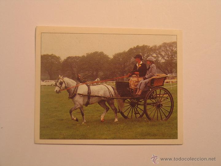 Coleccionismo cromos antiguos: caballos 9 - Foto 1