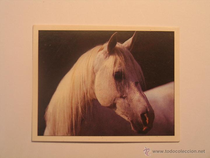 Coleccionismo cromos antiguos: caballos 83 - Foto 1