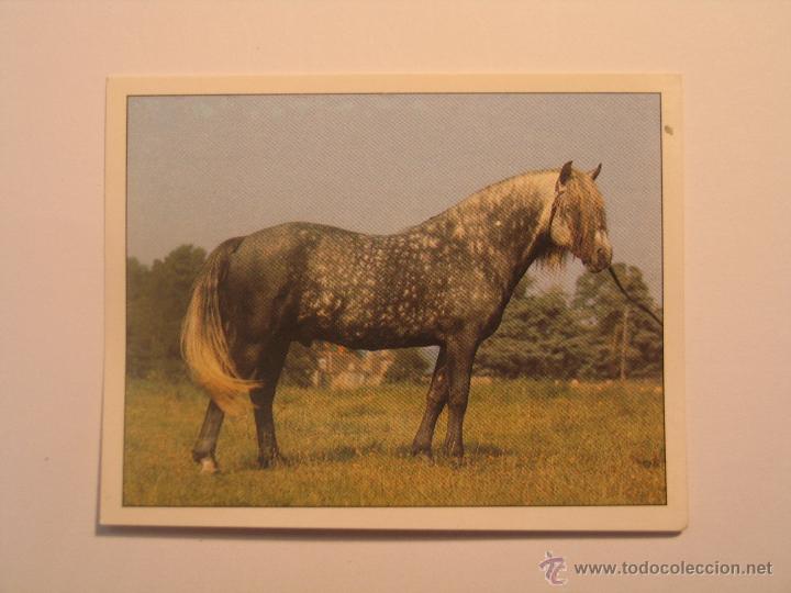 Coleccionismo cromos antiguos: caballos 19 - Foto 1