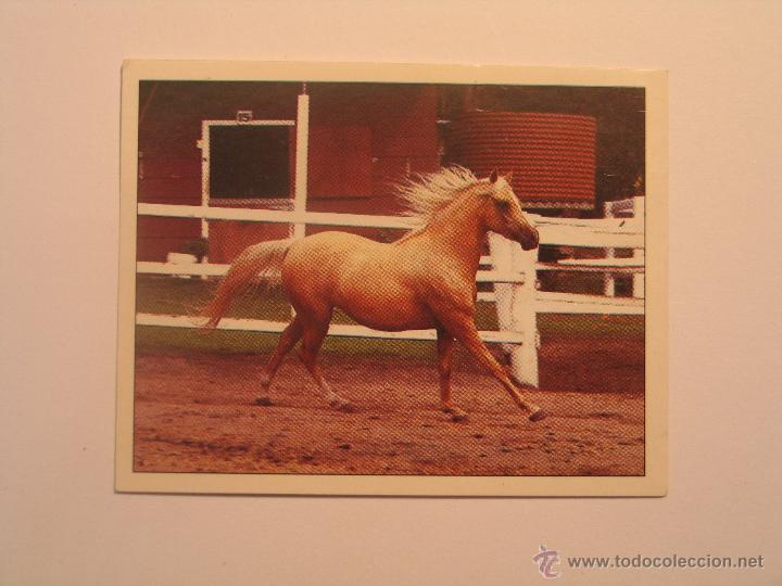 Coleccionismo cromos antiguos: caballos 74 - Foto 1