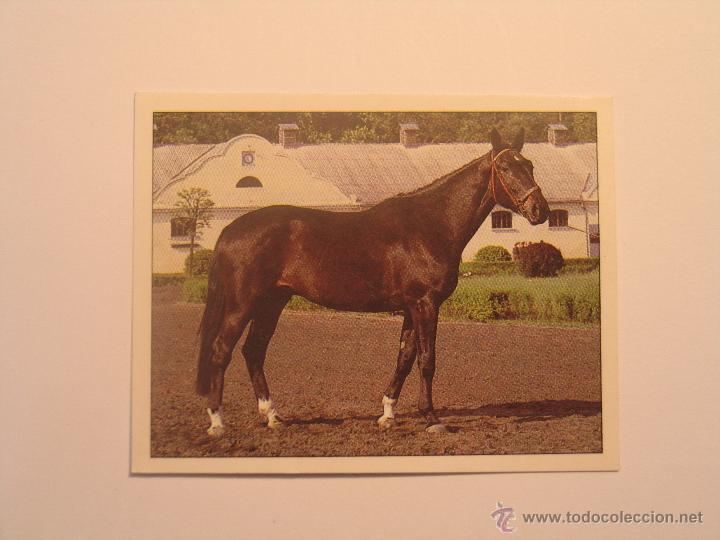 Coleccionismo cromos antiguos: caballos 95 - Foto 1