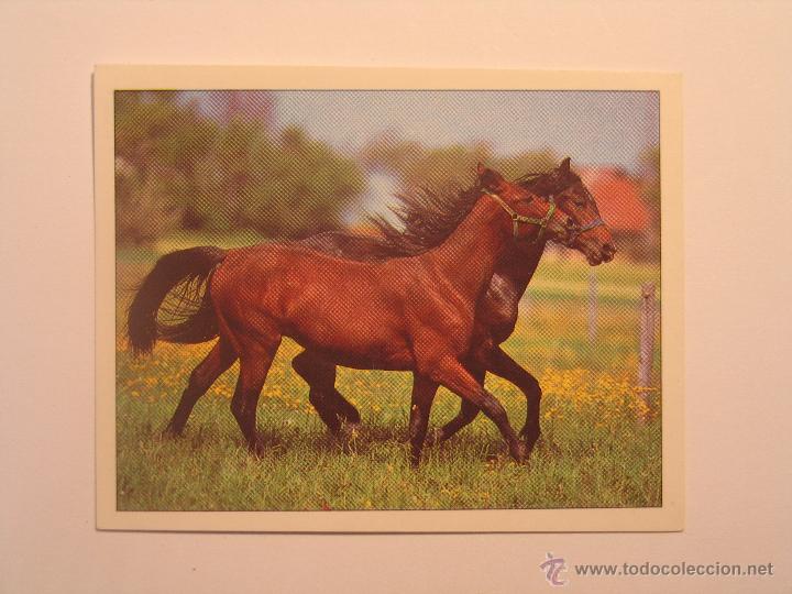 Coleccionismo cromos antiguos: caballos 32 - Foto 1