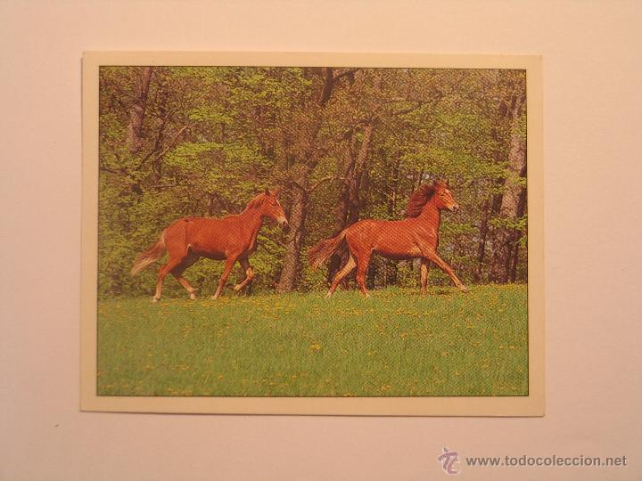 Coleccionismo cromos antiguos: caballos 75 - Foto 1