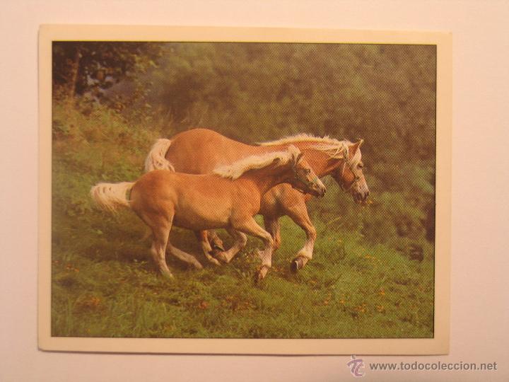 Coleccionismo cromos antiguos: caballos 41 - Foto 1