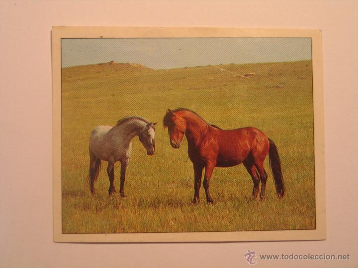 Coleccionismo cromos antiguos: caballos 61 - Foto 1