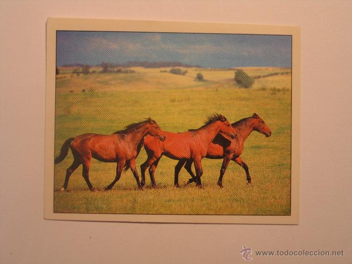 Coleccionismo cromos antiguos: caballos 26 - Foto 1