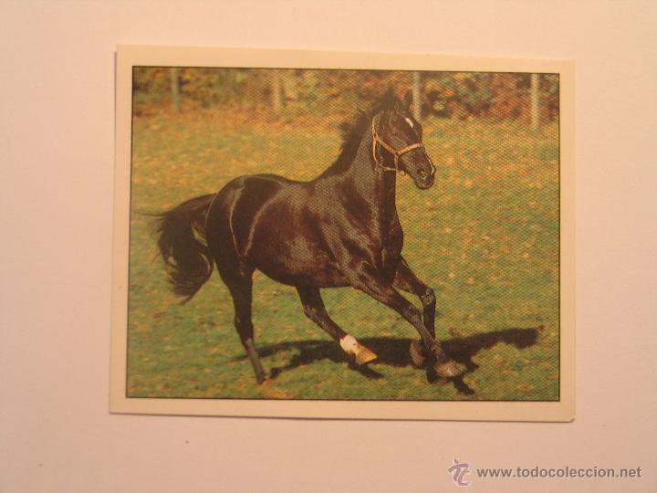 Coleccionismo cromos antiguos: caballos 116 - Foto 1