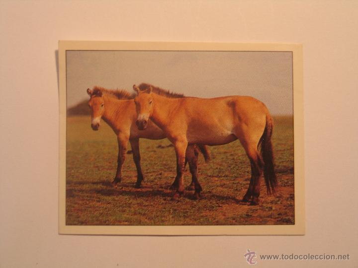 Coleccionismo cromos antiguos: caballos 77 - Foto 1