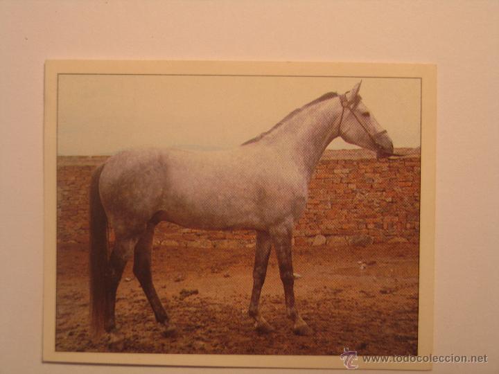 Coleccionismo cromos antiguos: caballos 49 - Foto 1