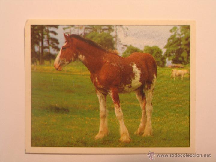 Coleccionismo cromos antiguos: caballos 17 - Foto 1