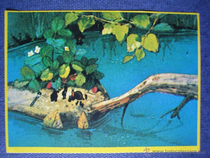 Coleccionismo cromos antiguos: Cromo Las aventuras de la abeja Maya de Danone - Foto 1