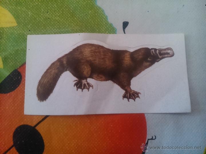 Colecionismo Cromos antigos: MARMOTA NUTRIA CROMO A&Ntilde;OS 80