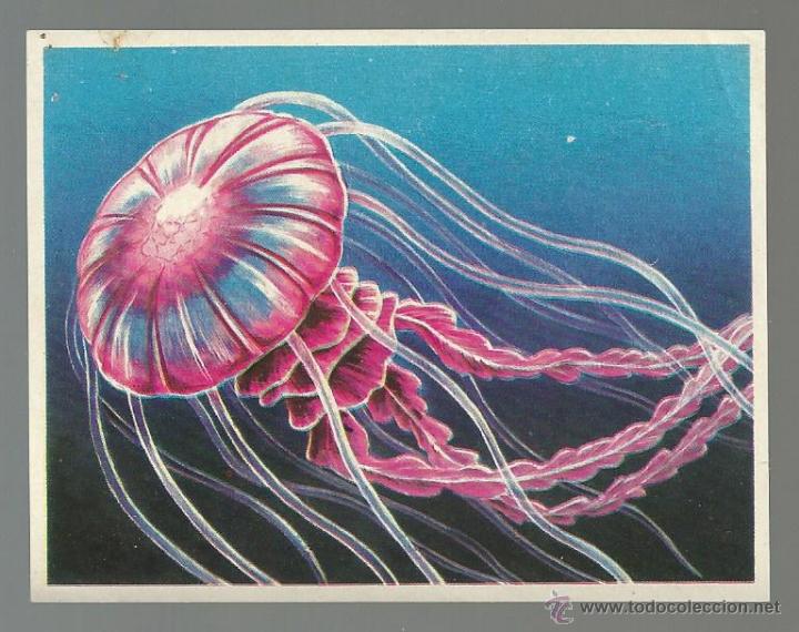Collectable Antique Stickers: CROMO N&ordm; 59 - ALBUM *LA NATURALEZA Y EL HOMBRE* - EDIT. MAGA 1967