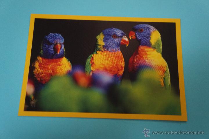 Collectable Antique Stickers: CROMO DE NATIONAL GEOGRAPHIC SIN PEGAR N&ordm; 36 A&Ntilde;O 2013 DEL ALBUM NATIONAL GEOGRAPHIC PANINI